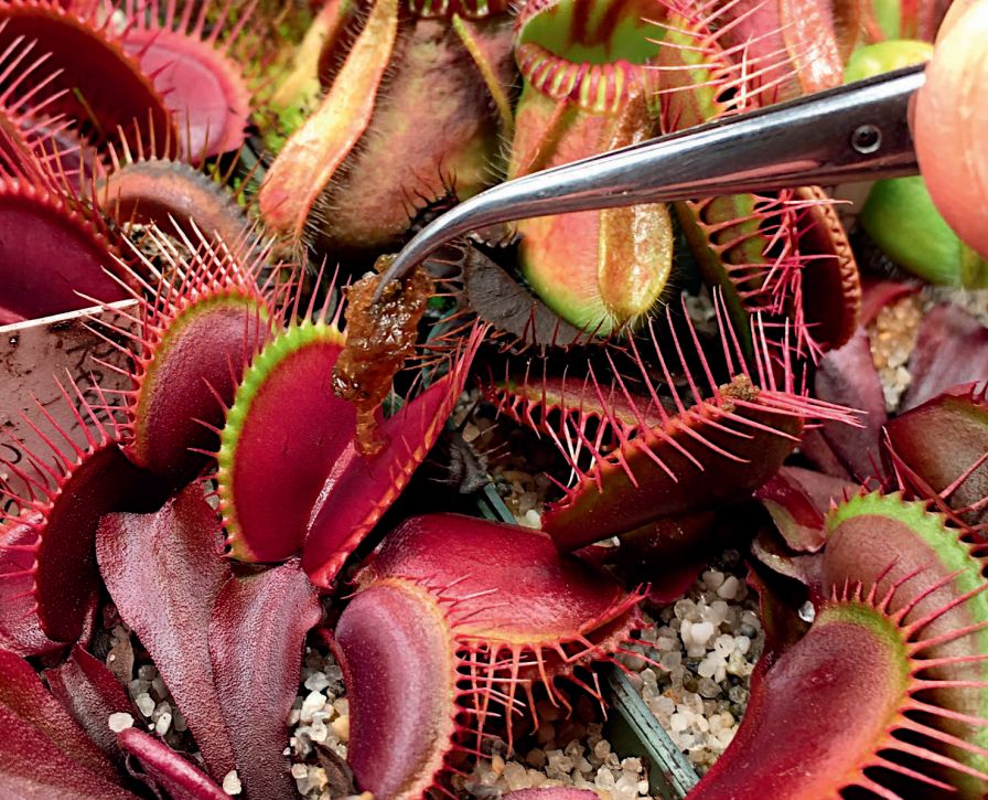 ��������� ������ ��������� ���������: ���� � ����������