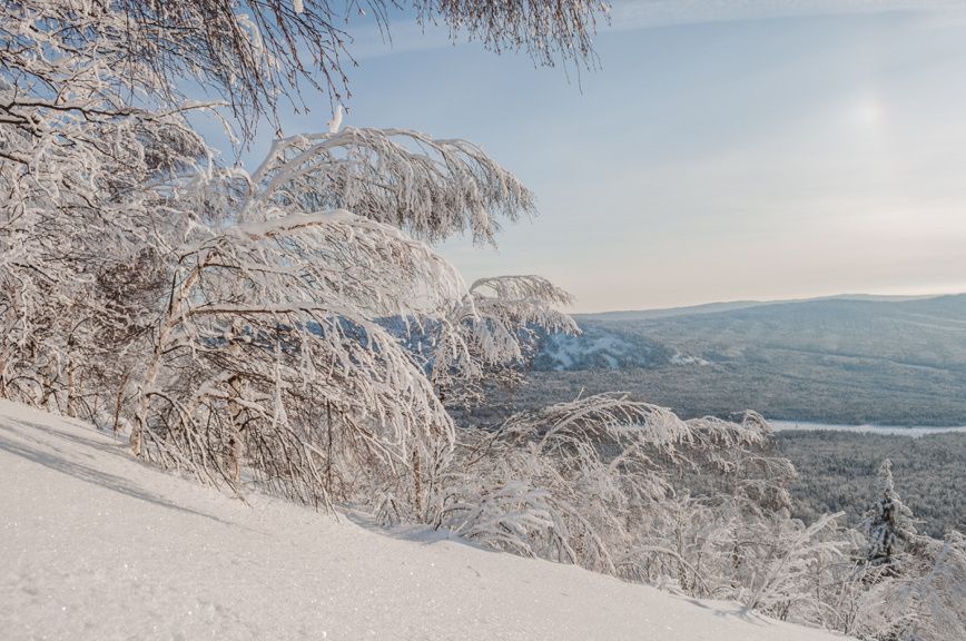 Как снеголом влияет на сад и как подготовиться к зиме, чтобы сохранить деревья