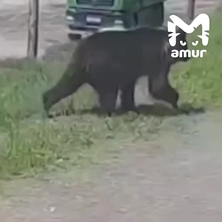 &quot;   ?&quot;.         