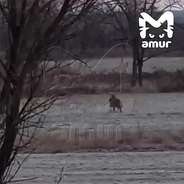 Тигр охотится в двух сёлах Хабаровского края