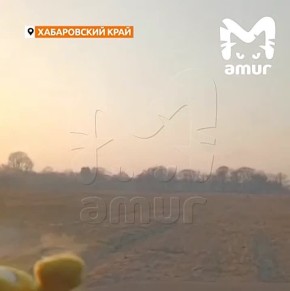 Тигра гоняли по полю машиной за то, что он охотится в двух сёлах Хабаровского края