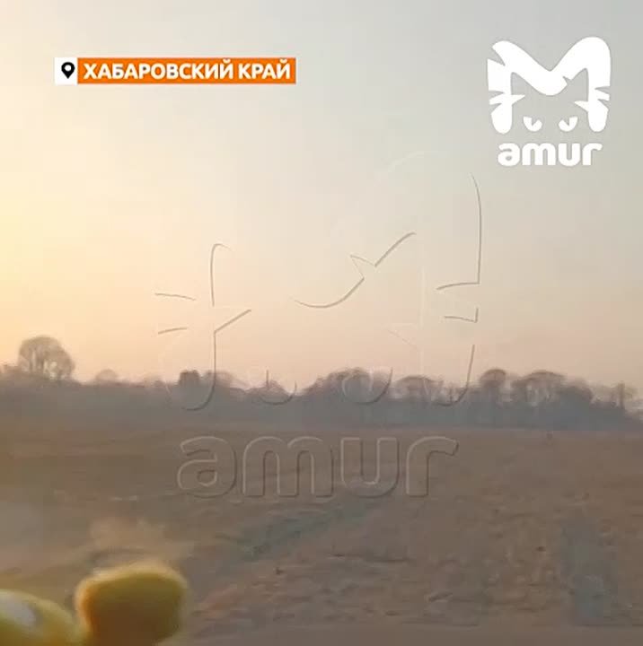 Тигра гоняли по полю машиной за то, что он охотится в двух сёлах Хабаровского края