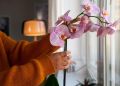 Не дайте орхидеям засохнуть: простые советы для заботливых цветоводов