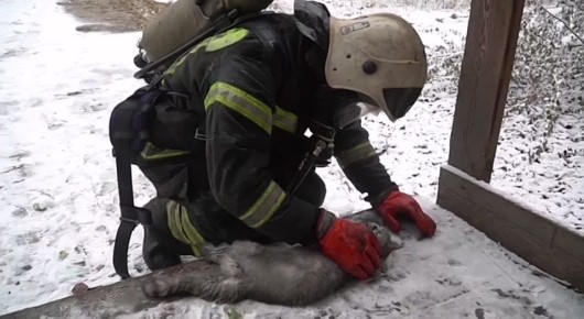 Кот погиб при пожаре в Комсомольске