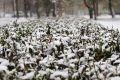 Хабаровск укрыло белым снежным покрывалом