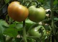 Эффективные и недорогие способы защиты томатов от фитофторы