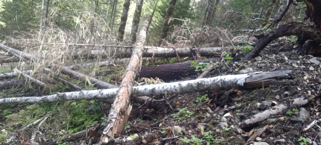 В Хабаровском крае по требованию прокуратуры лесопользователь привлечен к ответственности за нарушение правил пожарной безопасности В Хабаровском крае по требованию прокуратуры лесопользователь привлечен к ответственности за нарушение правил пожарной безопасности