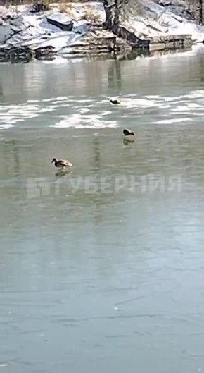 «Че не летим в южные края?»: утки все еще не улетели с хабаровских водоемов