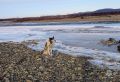Хабаровские спасатели вызволили из ледяного плена двух рыбаков и собаку в Магадане