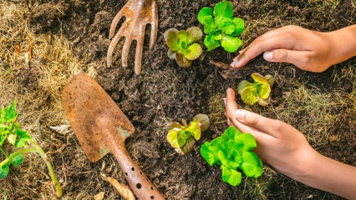 Это средство сделает почву плодородной: найдется в огороде у каждого