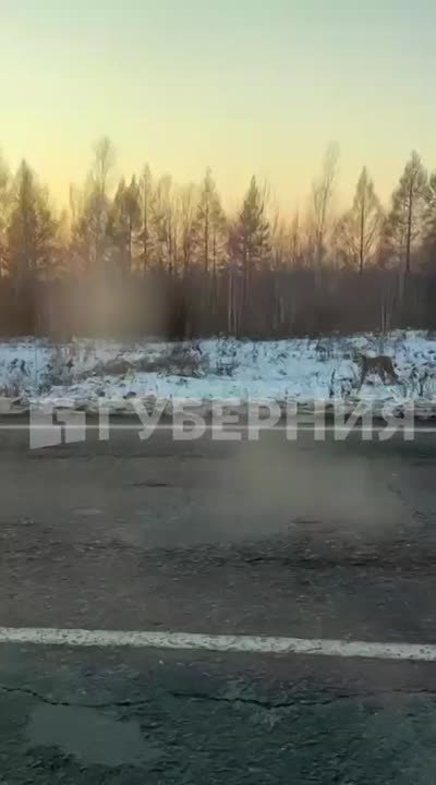 Амурского тигра заметили в селе Селихино Комсомольского района