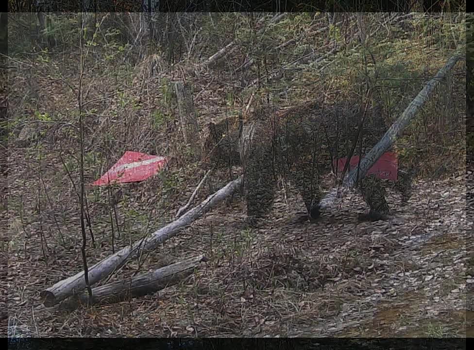 Медведи ломают таблички с надписями в Комсомольском заповеднике