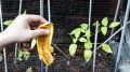 Выбросить успеете: из банановой кожуры получится первоклассное удобрение для садовых роз
