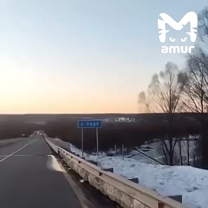 Рысь провалилась в реку в Хабаровском крае