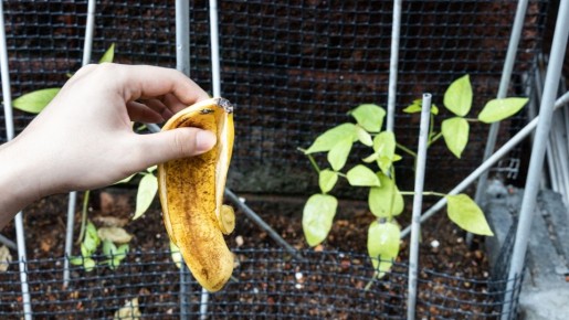 Выбросить успеете: из банановой кожуры получится первоклассное удобрение для садовых роз