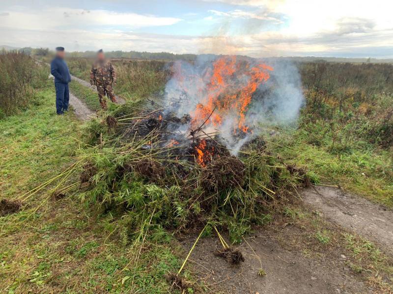 В Комсомольском районе полицейские уничтожили более 1 тысячи кустов дикорастущей конопли В Комсомольском районе полицейские уничтожили более 1 тысячи кустов дикорастущей конопли