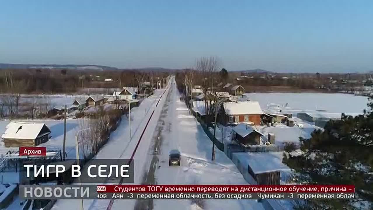 О нашествии тигров сообщают жители Хабаровского края