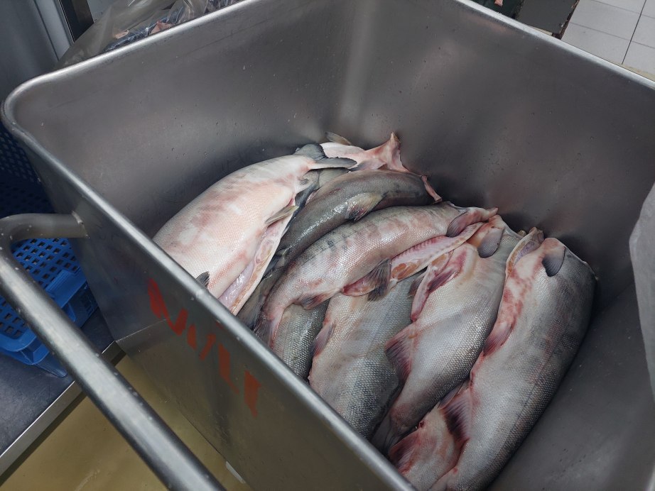 Царскую уху приготовят в Хабаровске в День народного единства Царскую уху приготовят в Хабаровске в День народного единства