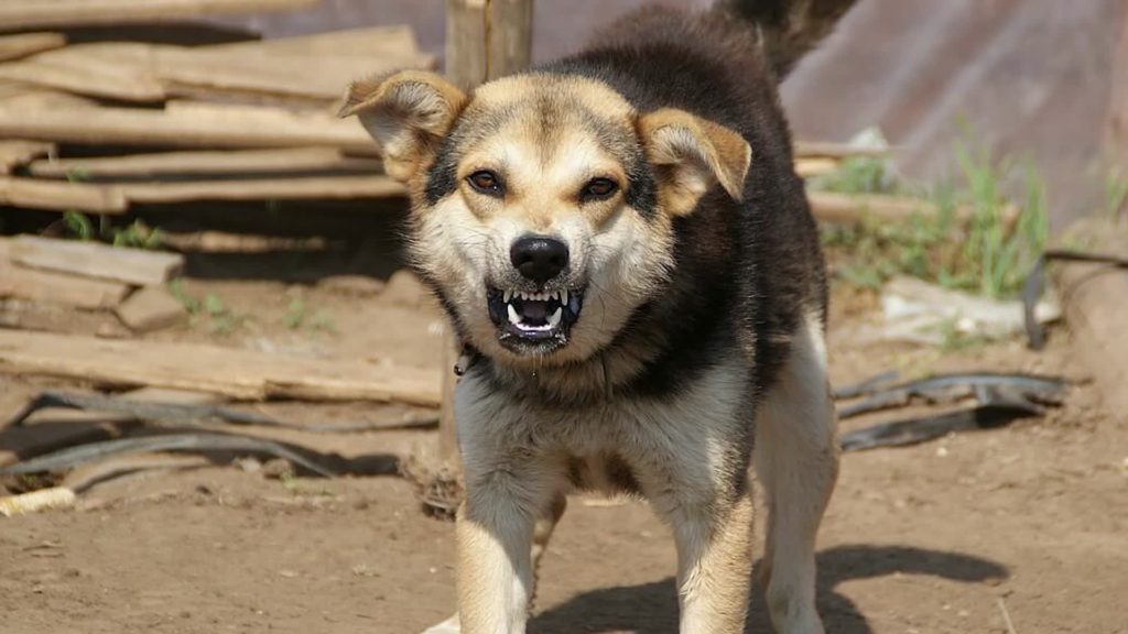 Суд встал на защиту ребенка, пострадавшего от укуса бездомной собаки в Хабаровске