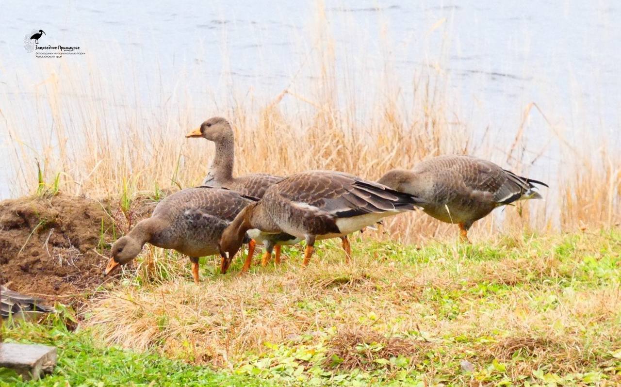 Белолобые гуси сделали «привал» в Болоньском заповеднике