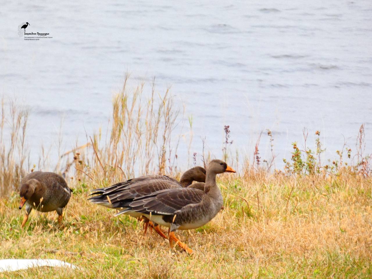Белолобые гуси сделали «привал» в Болоньском заповеднике Белолобые гуси сделали «привал» в Болоньском заповеднике