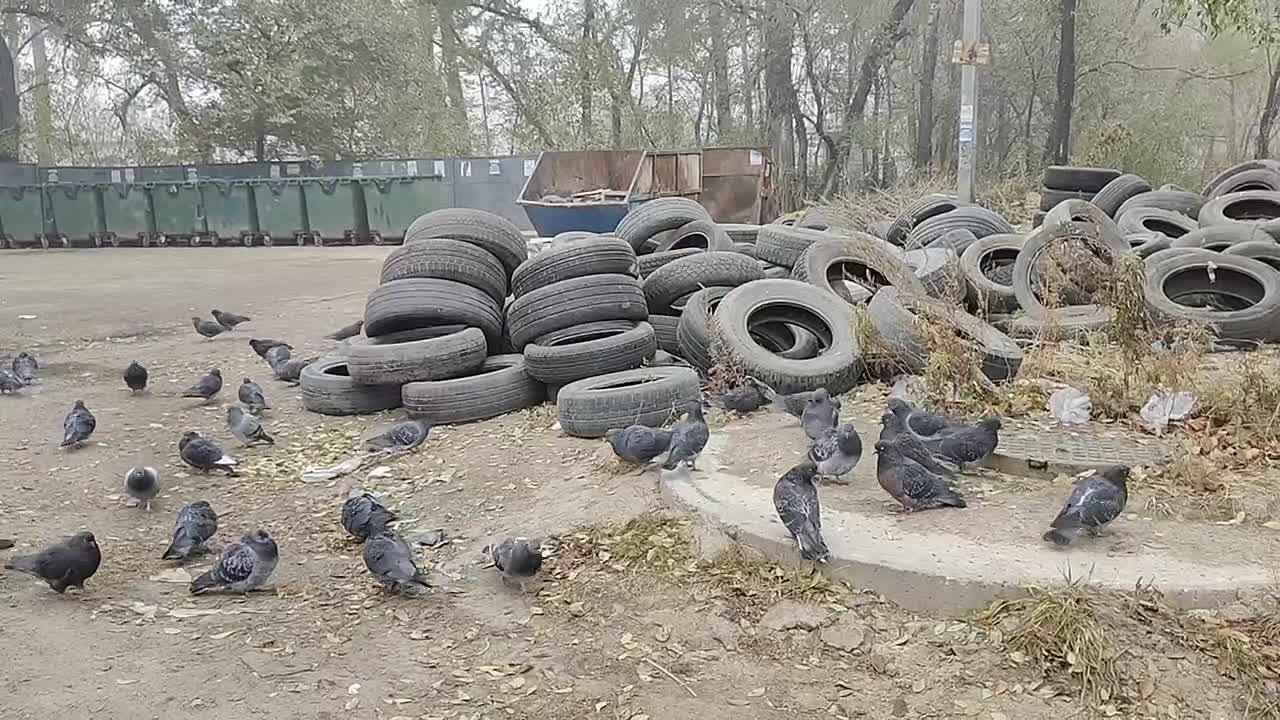Хабаровчанам напоминают – шины выкидывать на помойку нельзя
