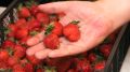 Как отличить отечественную клубнику от импортной, советы врача-диетолога