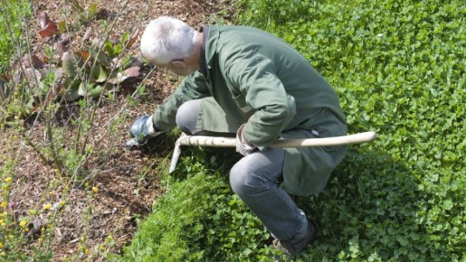 Если почве не хватает железа, забудьте про магазинные добавки: замените их вот чем