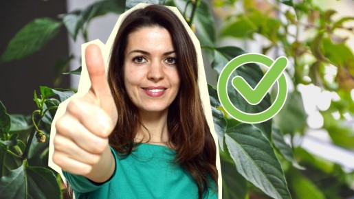 Перец вырастет на зависть соседям: вот где нужно посеять семена