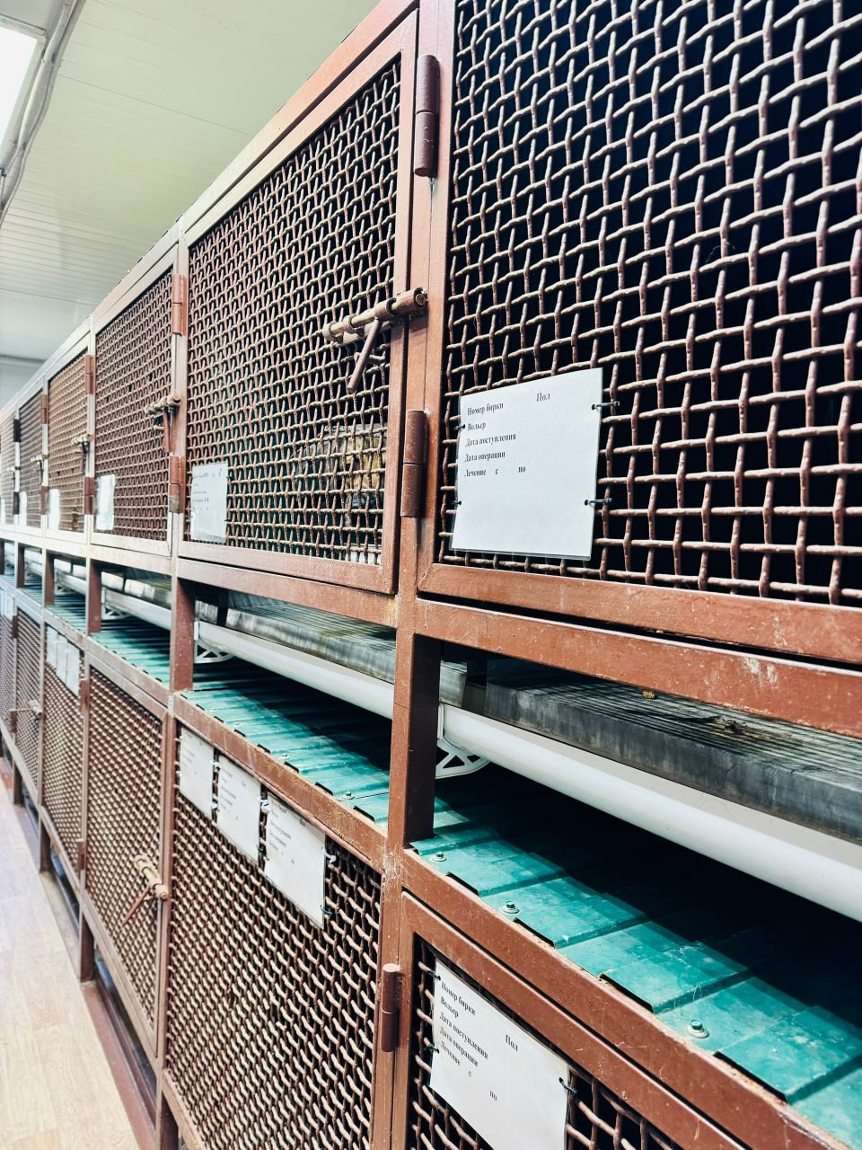 Хабаровский депутат раскритиковал волонтеров, наживающихся на помощи животным Хабаровский депутат раскритиковал волонтеров, наживающихся на помощи животным