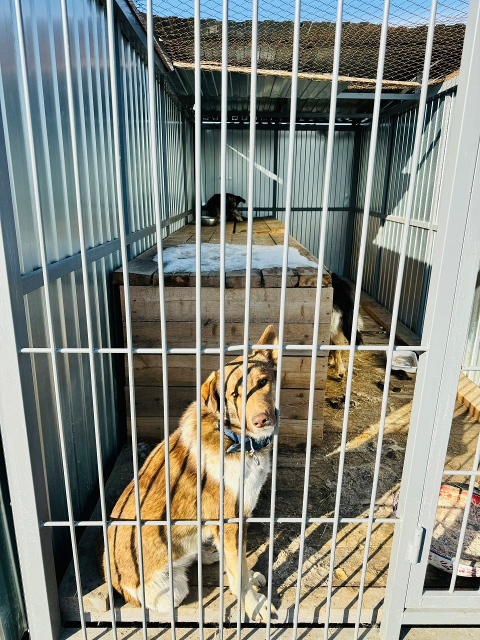 Хабаровский депутат раскритиковал волонтеров, наживающихся на помощи животным Хабаровский депутат раскритиковал волонтеров, наживающихся на помощи животным