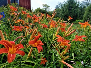 Как создать идеальный цветник без лишних хлопот: 10 многолетников для ленивых садоводов