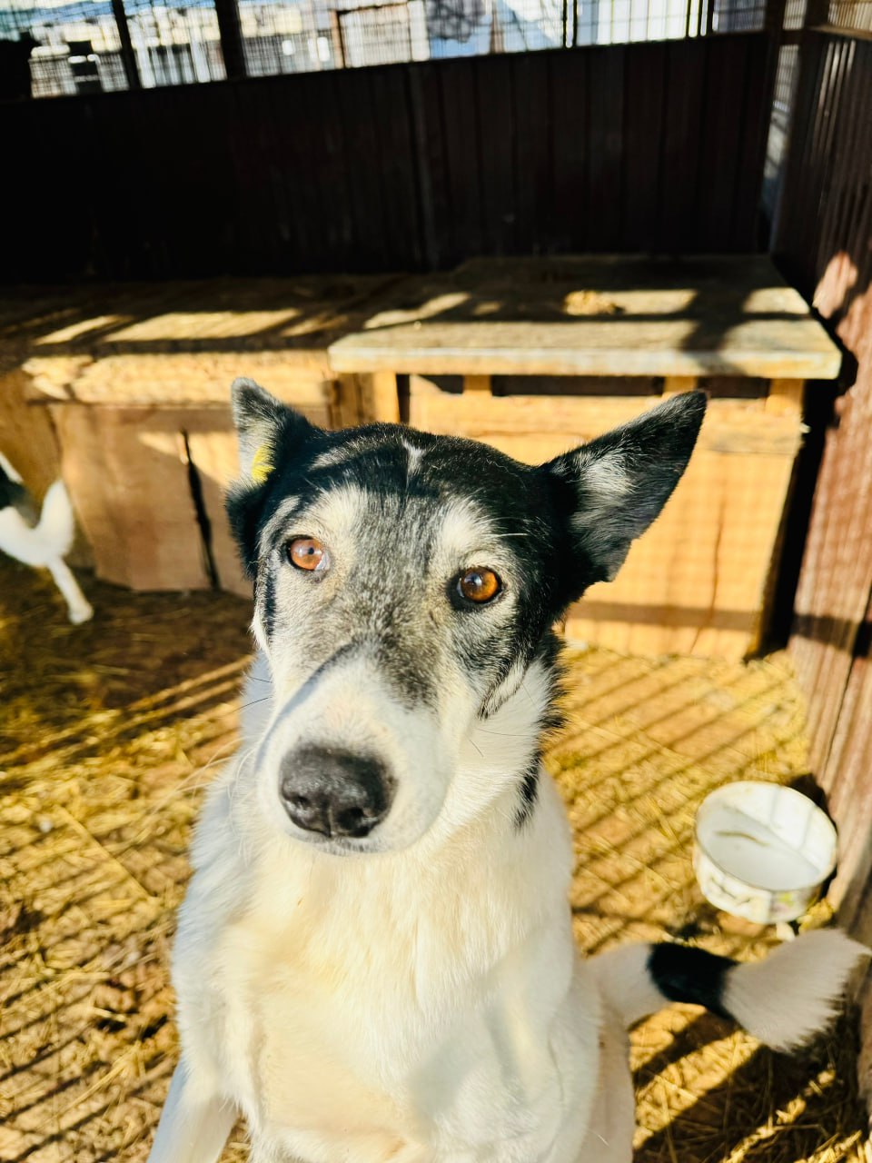 Хабаровский депутат раскритиковал волонтеров, наживающихся на помощи животным