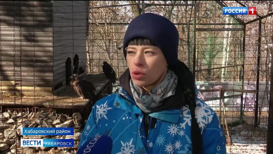 Тёплые «квартиры» и витаминные комплексы: обитателей зоосада «Приамурский» готовят к зимним холодам