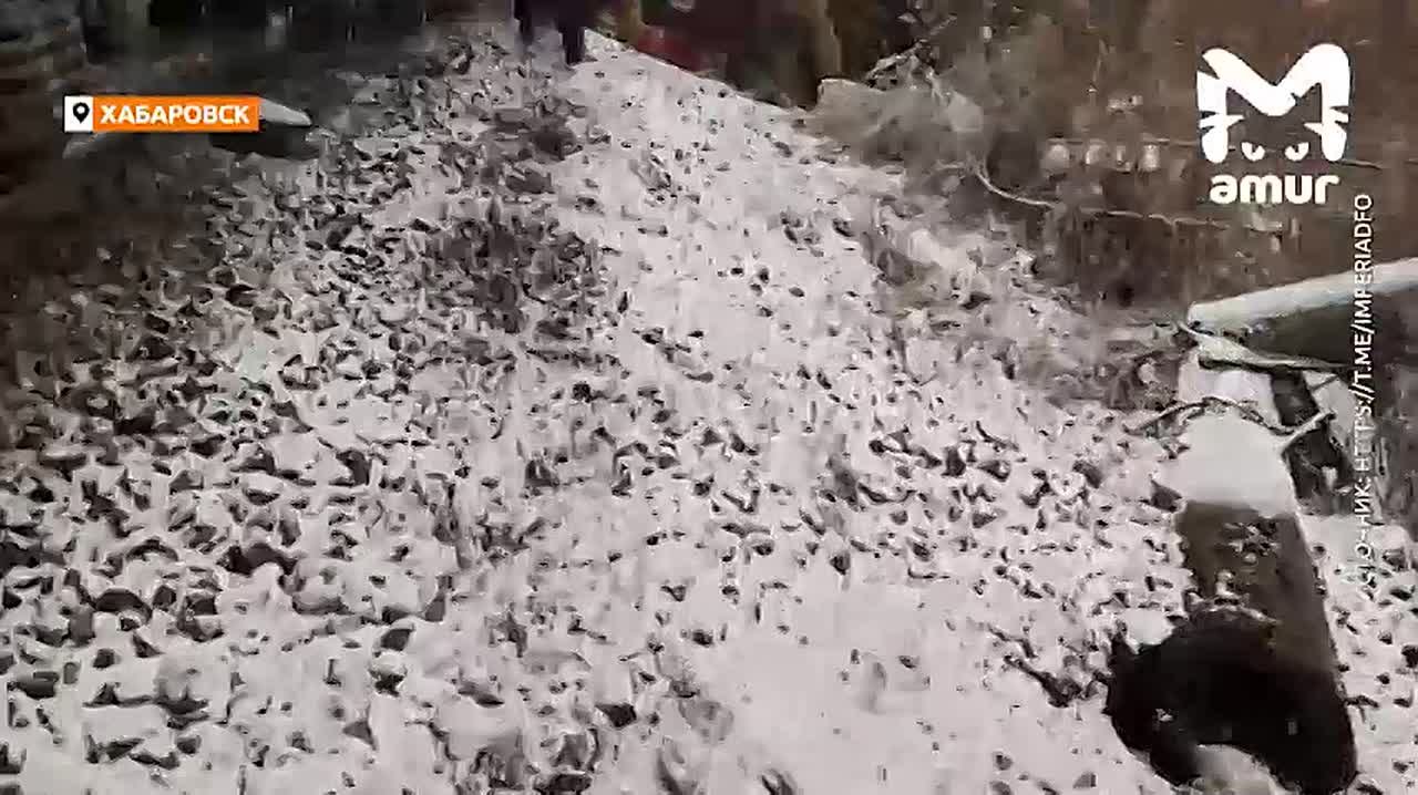 Кадры с места аварии поезда и пассажирского автобуса в Хабаровске