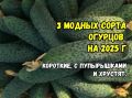 Топ-3 короткоплодных огурца: как выбрать лучшие сорта для вашего огорода