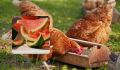 Почему арбузные корки - секрет счастья ваших кур: интересные факты и советы
