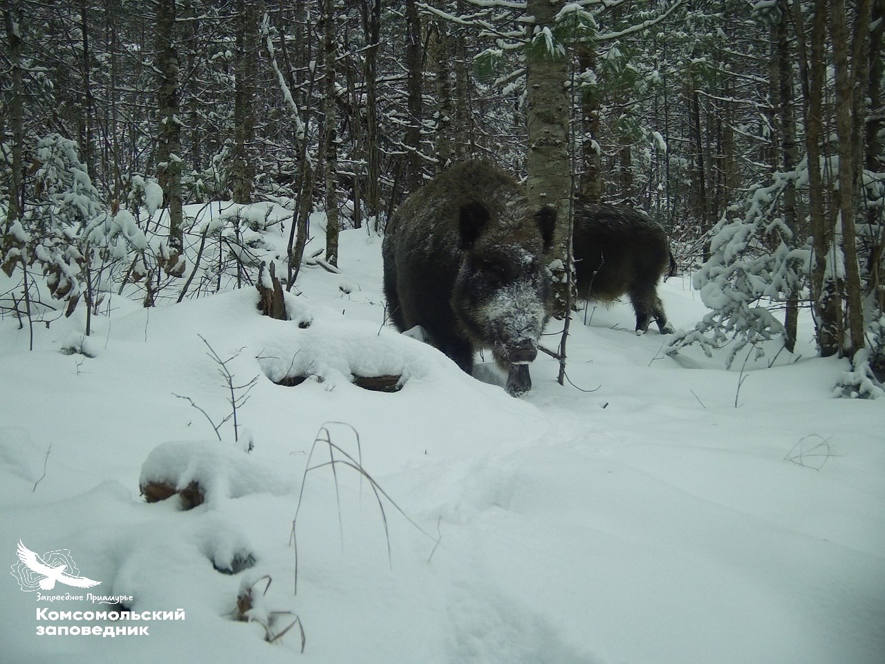 Рыльца в снегу: кабанов запечатлели в Комсомольском заповеднике Рыльца в снегу: кабанов запечатлели в Комсомольском заповеднике