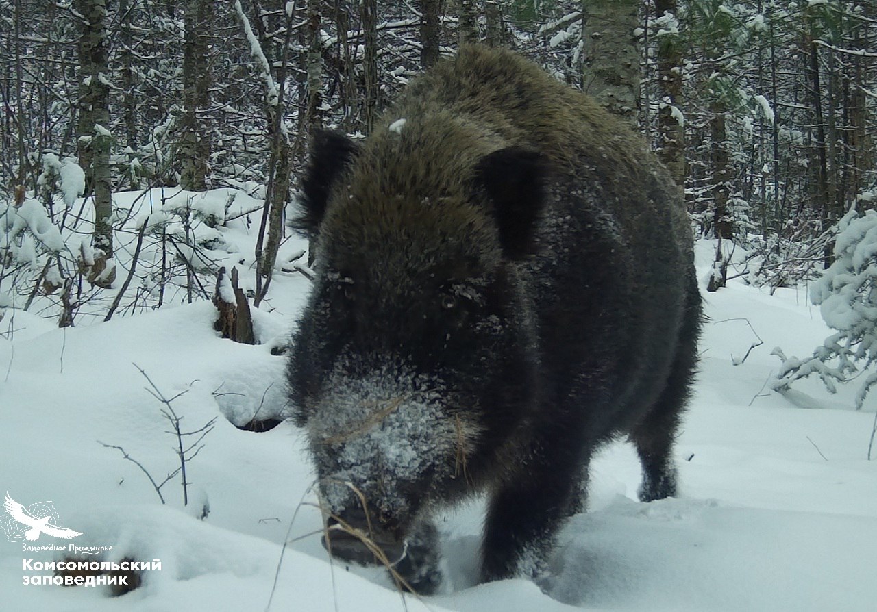 Рыльца в снегу: кабанов запечатлели в Комсомольском заповеднике Рыльца в снегу: кабанов запечатлели в Комсомольском заповеднике
