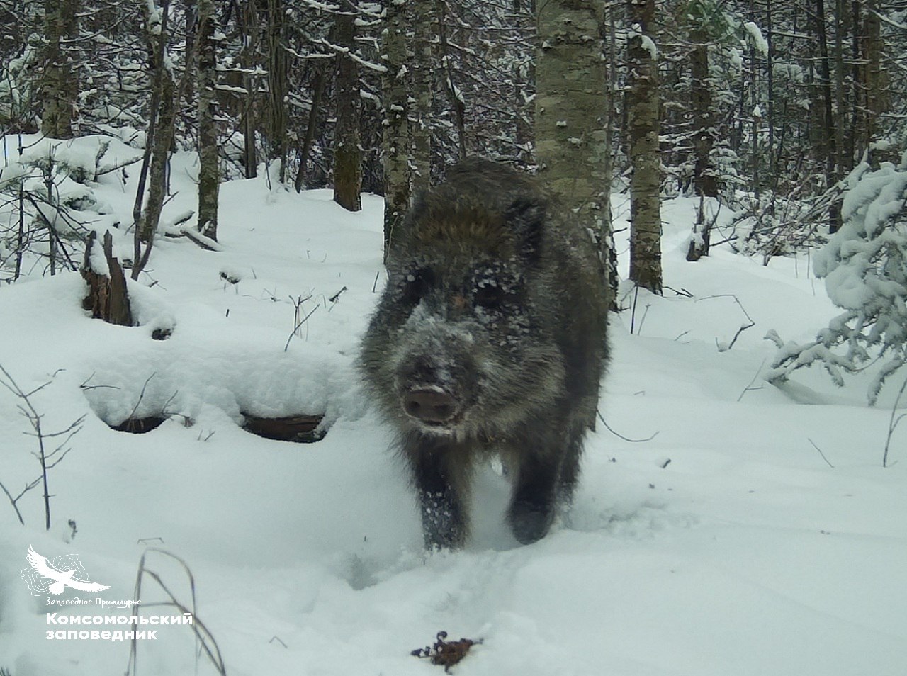 Рыльца в снегу: кабанов запечатлели в Комсомольском заповеднике