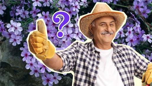 Флоксы поразят вас шапками цветов: успейте внести весной всего 2 подкормки