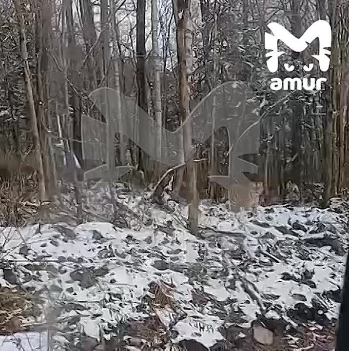 Громадный тигр охотится в двух посёлках Хабаровского края