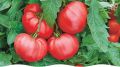 Томат Пинквин F1: розовое совершенство для вашего огорода