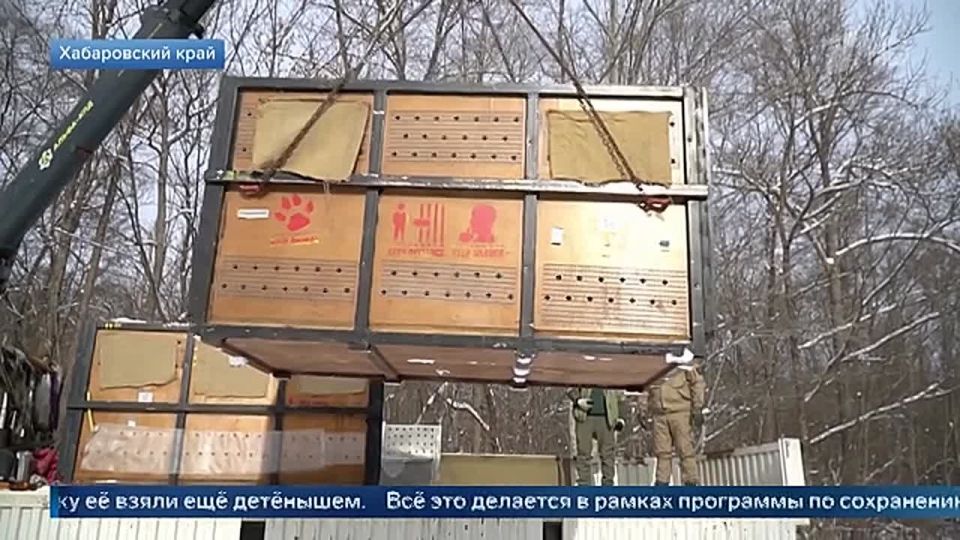 В Московский зоопарк привезли двух амурских тигриц, отловленных в Хабаровском крае