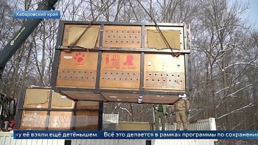 В Московский зоопарк привезли двух амурских тигриц, отловленных в Хабаровском крае
