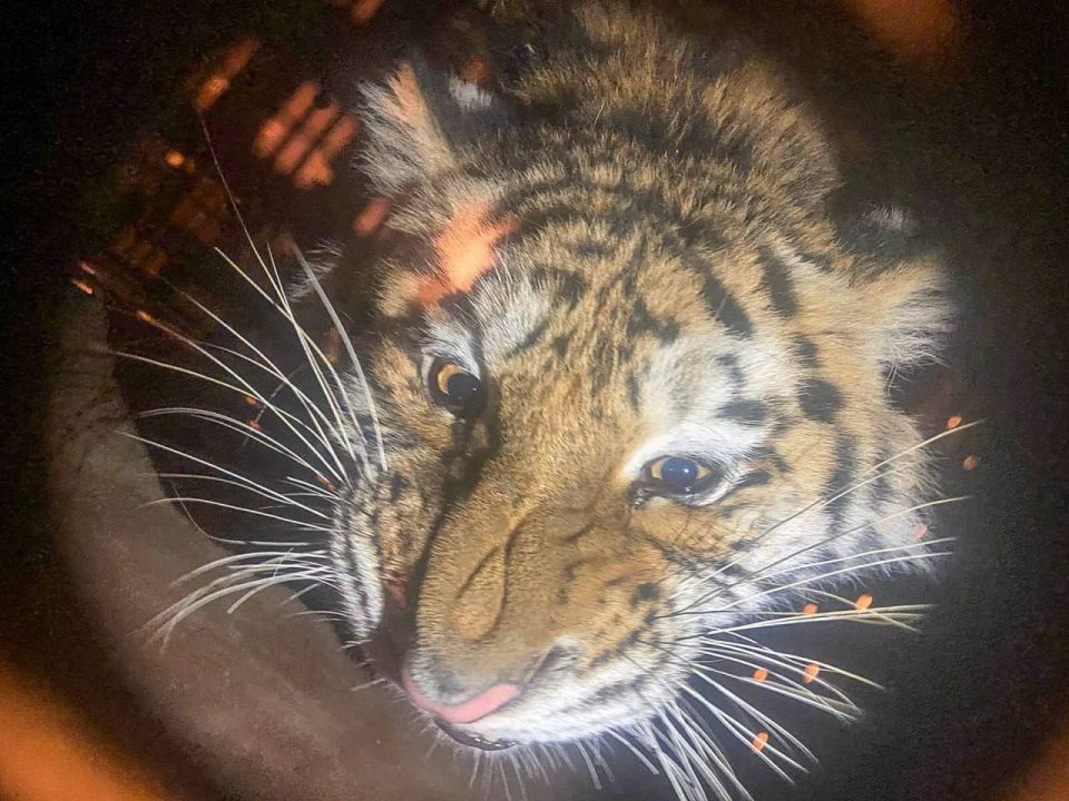 Маму-тигрицу и дочку-тигрицу из Хабаровска доставили в Московский зоопарк по программе сохранения амурского тигра в неволе