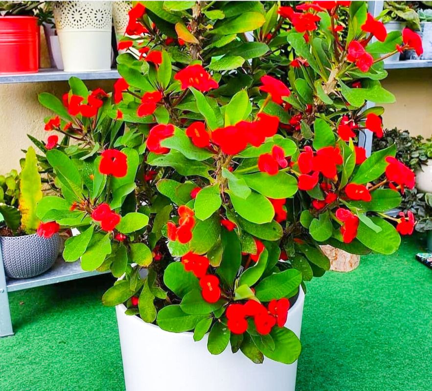 Забытое чудо: молочай Миля возвращается в цветочные магазины