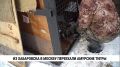 Из Хабаровска в Москву перевезли двух амурских тигриц