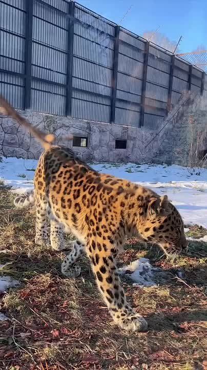 Будни дальневосточных леопардов показали сотрудники комсомольского зооцентра «Питон»
