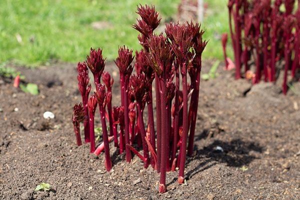 Правильная посадка пионов: весна, лето, осень